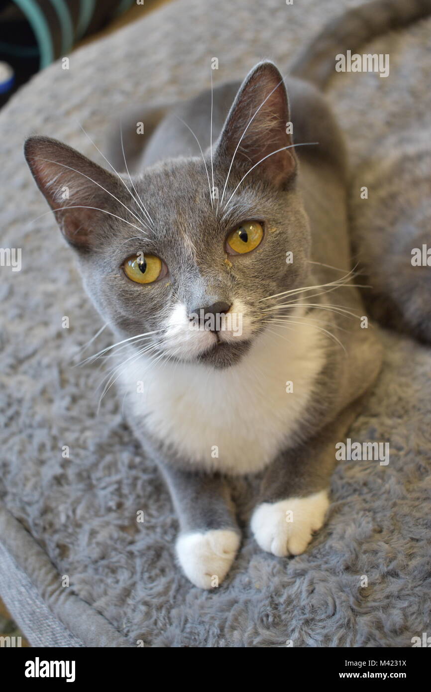Gray Cat Stock Photo