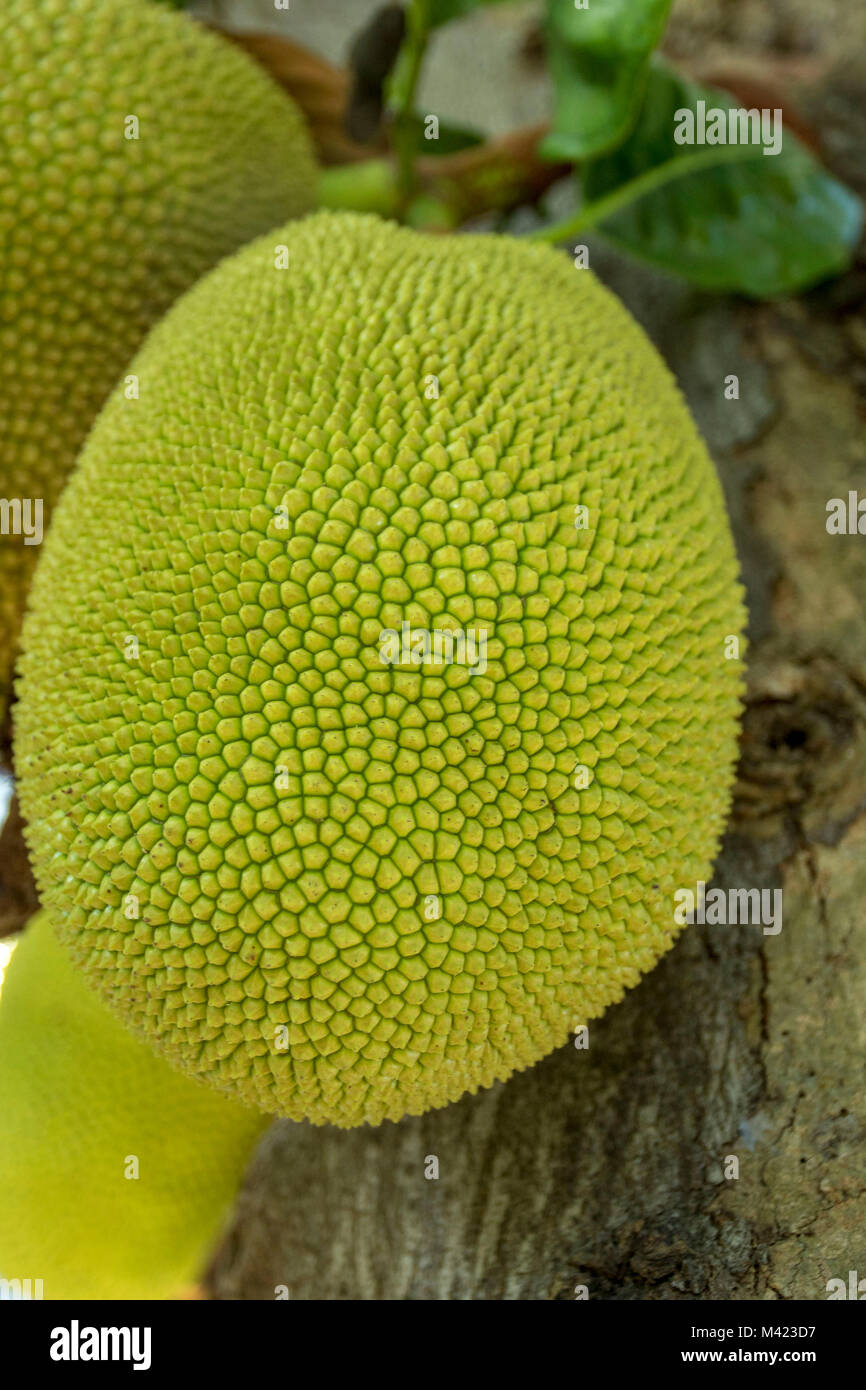 Jackfruit cluster on tree in jamaica, west indies, caribbean Stock