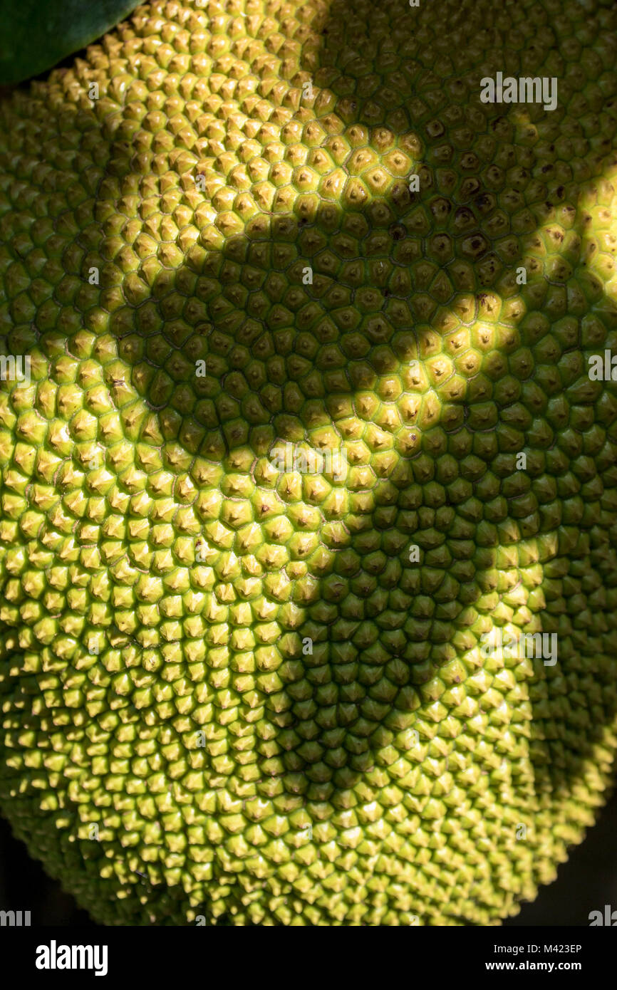 Jackfruit cluster on tree in jamaica, west indies, caribbean Stock Photo