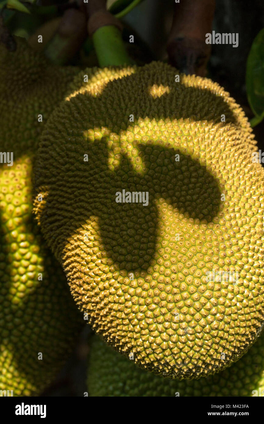 Jackfruit cluster on tree in jamaica, west indies, caribbean Stock