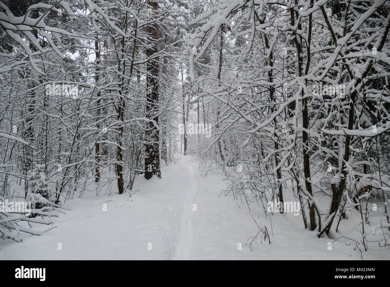 Forest in winter with snow Stock Photo - Alamy