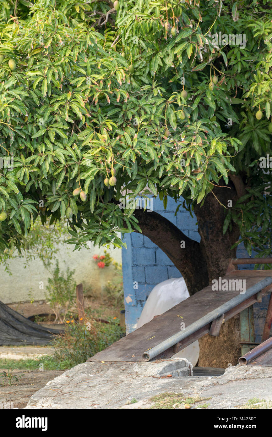 Mango tree and ramp abstract in Saint Thomas, Jamaica, West Indies
