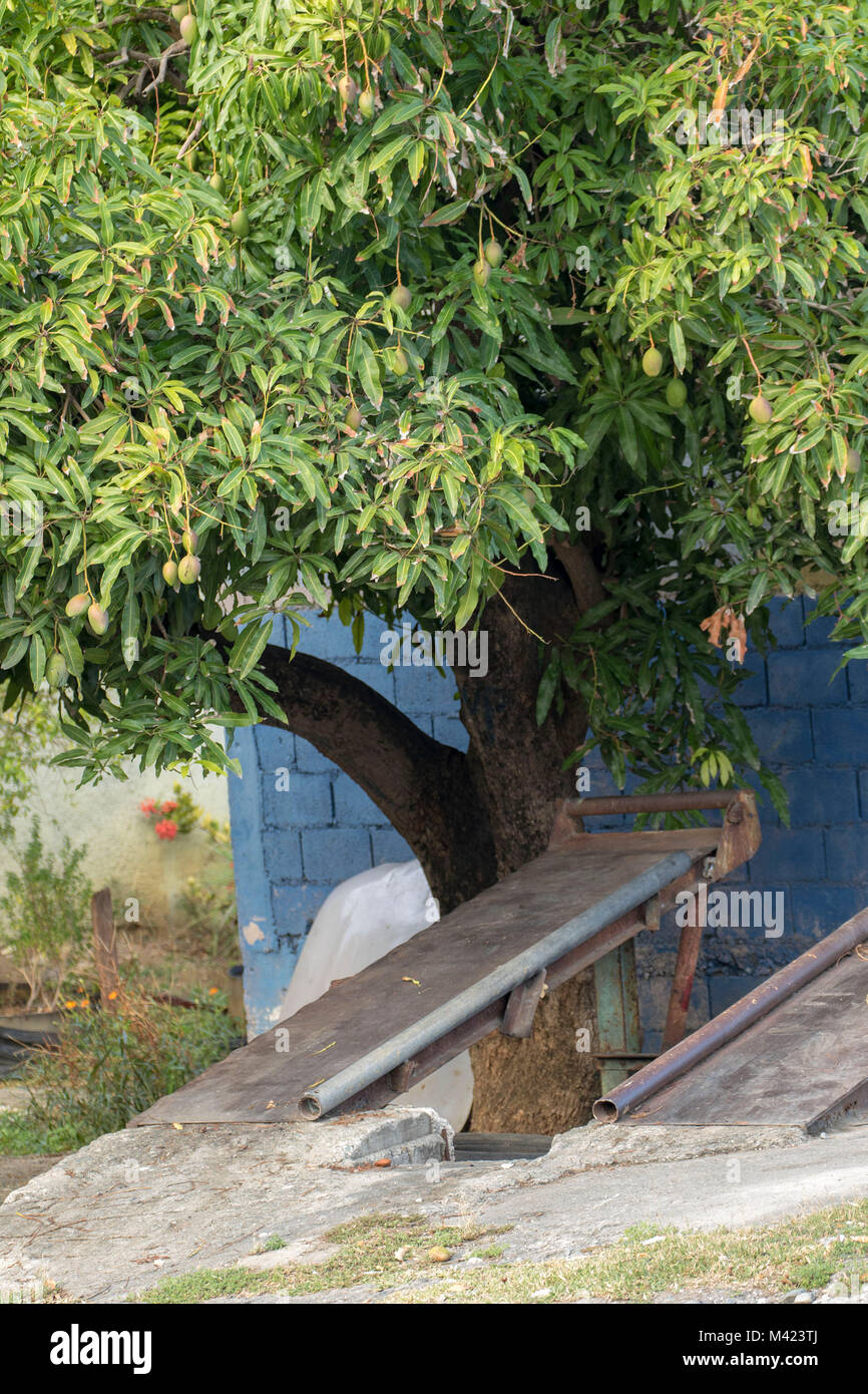 Mango tree and ramp abstract in Saint Thomas, Jamaica, West Indies