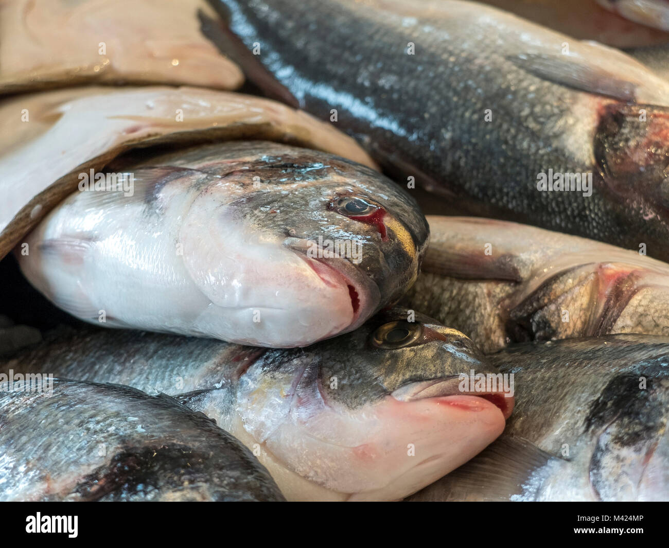 Close up of freshly caught fresh fish. You can see the mouths of the fish and the eyes. Stock Photo