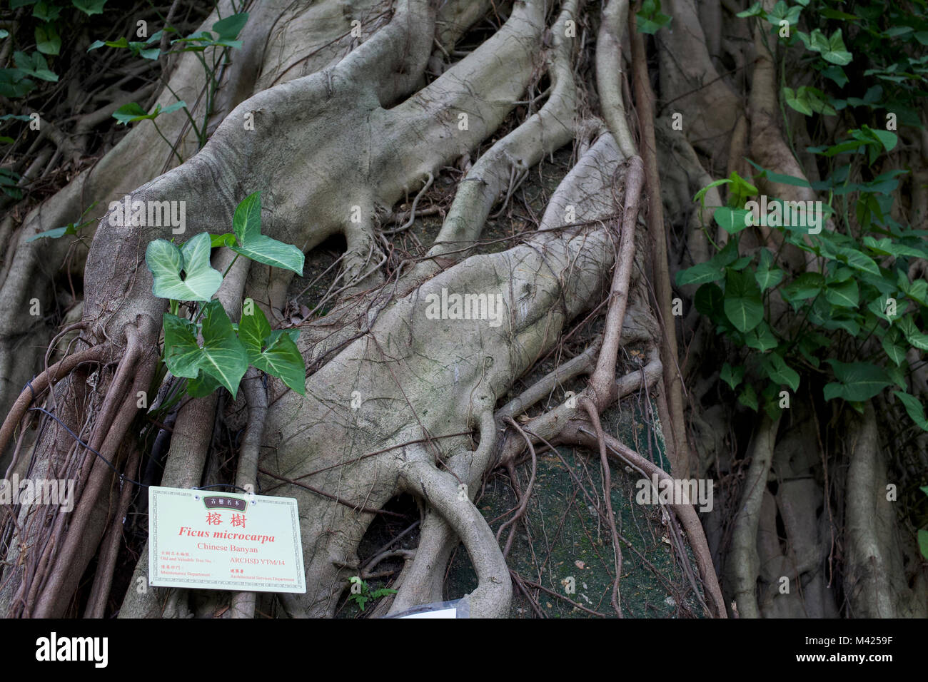 Hong kong tree hi-res stock photography and images - Alamy