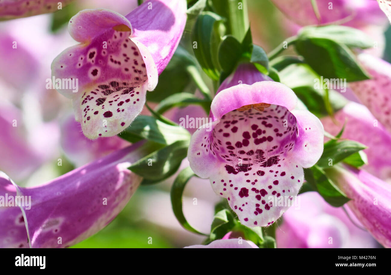 bells Stock Photo