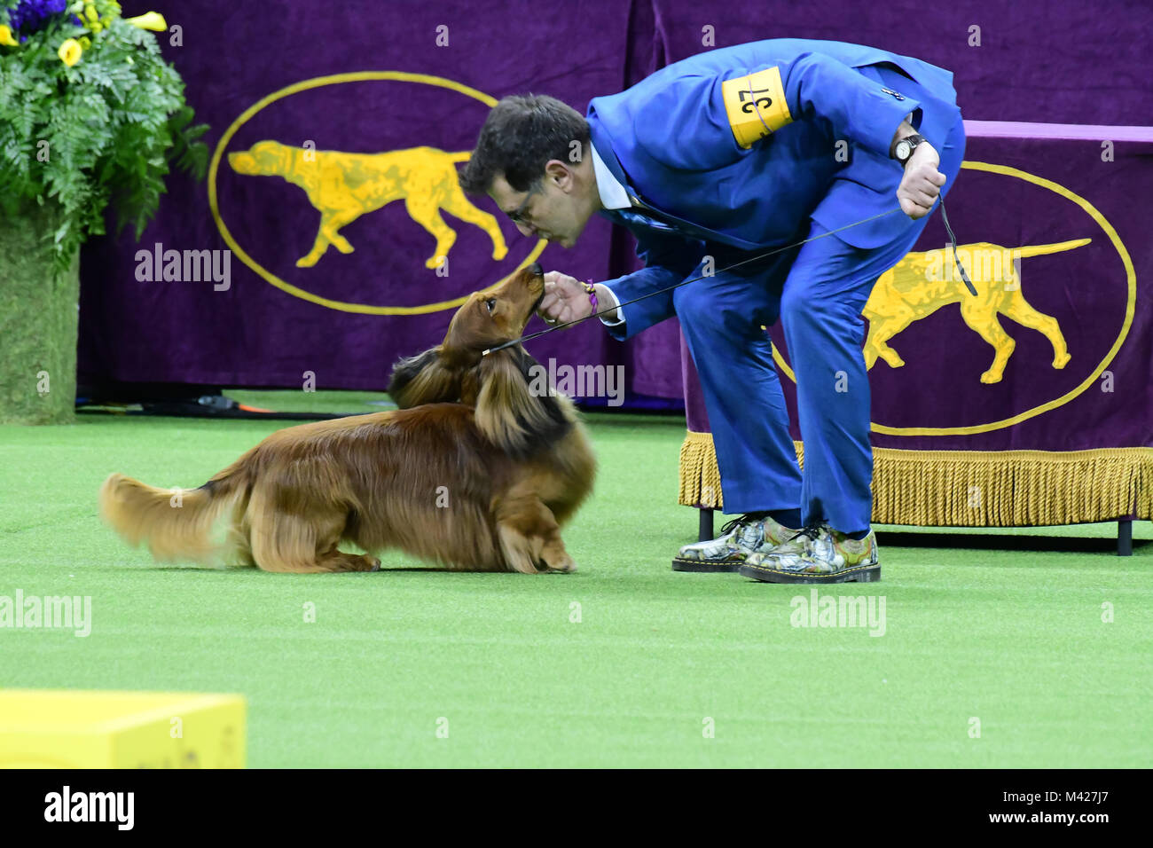 New York City, United States. 12th Feb, 2018. The 142nd Annual Westminster Kennel Club Dog Show took place in Madison Square Garden as winners in the best of breed individual categories competed for the coveted Best in Show award. Credit: Andy Katz/Pacific Press/Alamy Live News Stock Photo