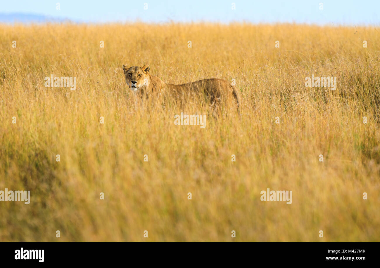Big 5 Apex predator: Stealthy watchful lioness (Panthera leo) hunting stands alert partially concealed in long grass stalking prey, Masai Mara, Kenya Stock Photo
