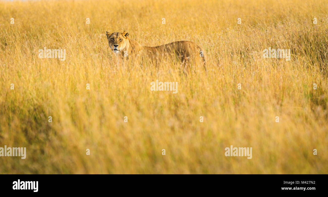 Big 5 Apex predator: Stealthy watchful lioness (Panthera leo) hunting stands alert partially concealed in long grass stalking prey, Masai Mara, Kenya Stock Photo