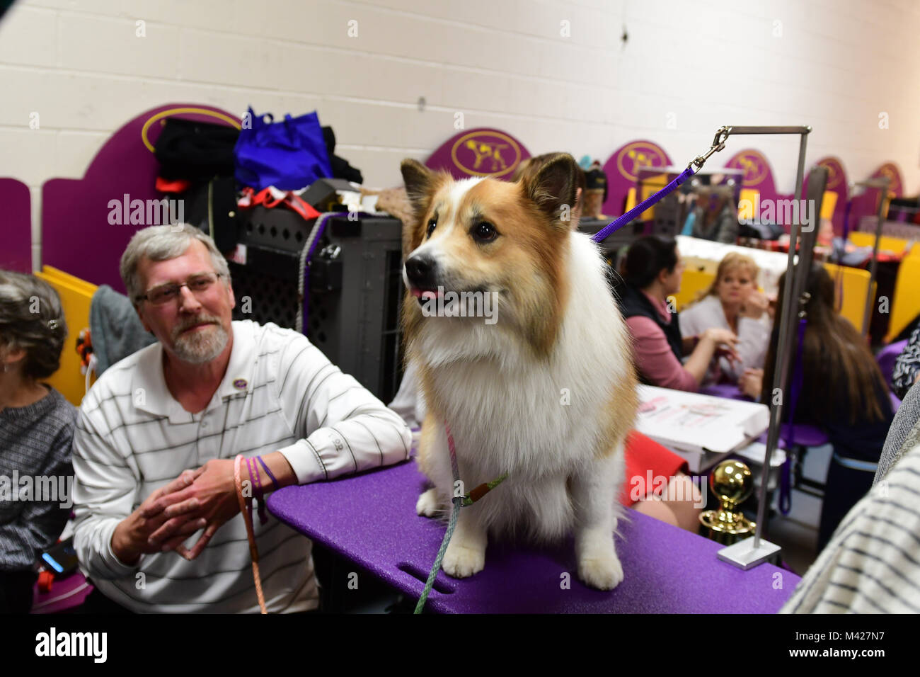 New York City, United States. 12th Feb, 2018. The 142nd Annual Westminster Kennel Club Dog Show took place in Madison Square Garden as winners in the best of breed individual categories competed for the coveted Best in Show award. Credit: Andy Katz/Pacific Press/Alamy Live News Stock Photo