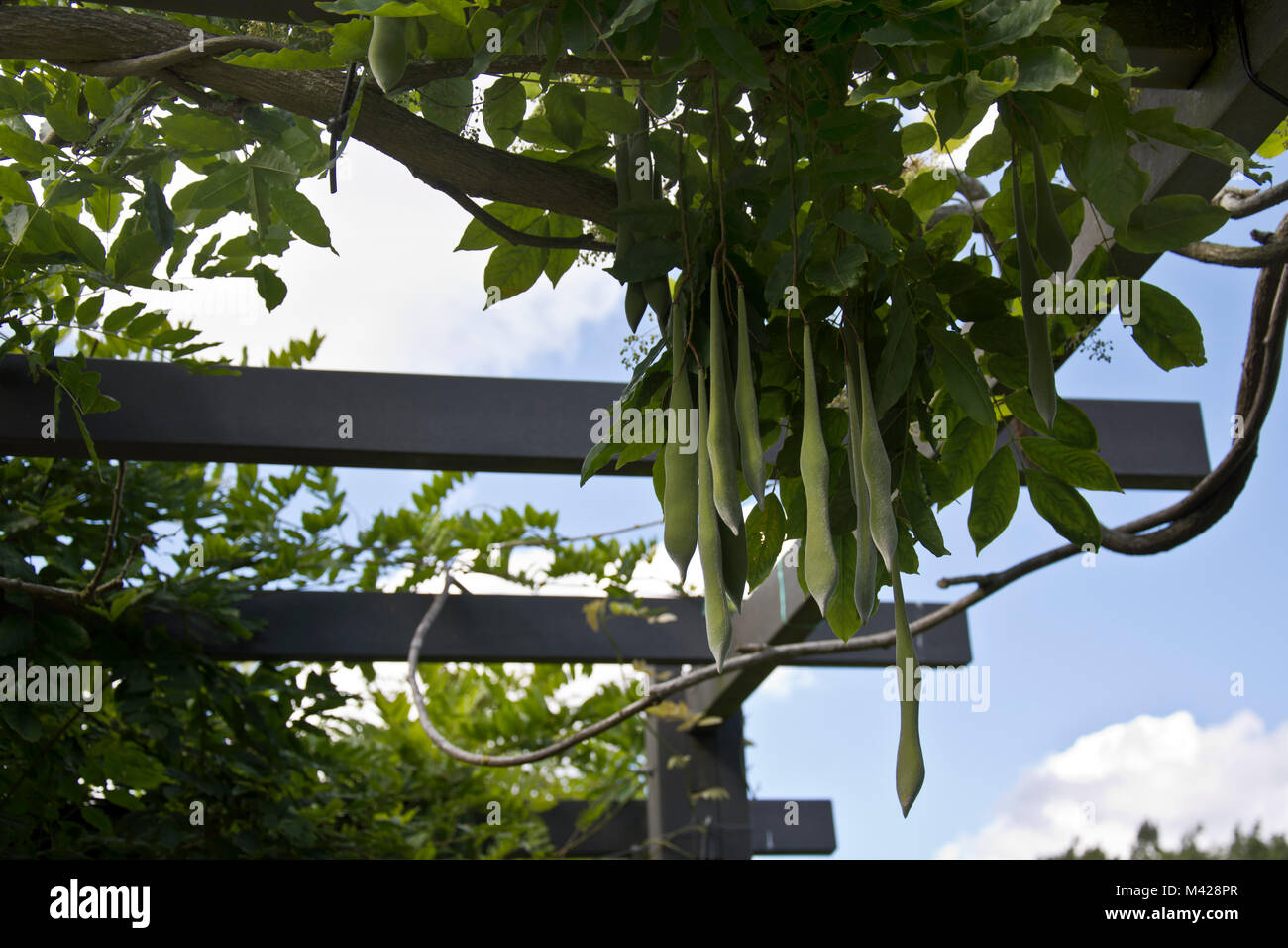 Wisteria seed pods hanging down from a wooden pergola Stock Photo Alamy