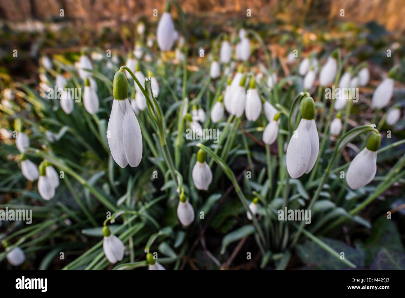 Common snowdrops (Galanthus nivalis) in flower in forest in late winter / early spring Stock Photo