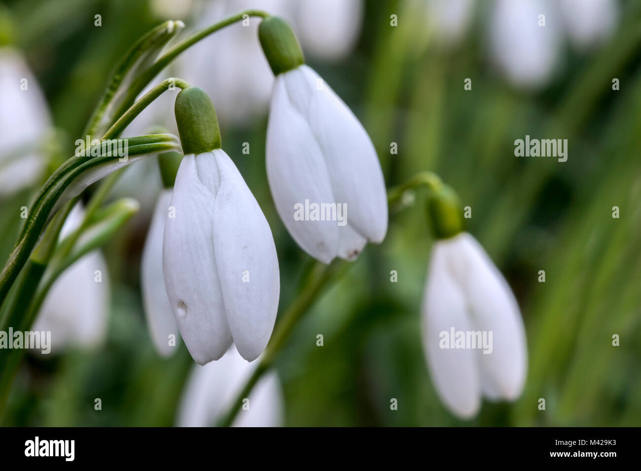 Common snowdrops (Galanthus nivalis) in flower in forest in late winter / early spring Stock Photo