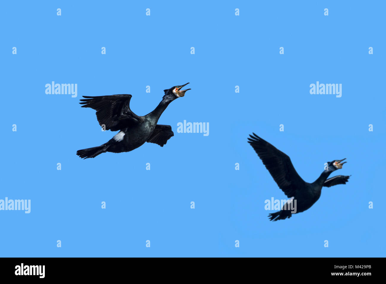 Two great cormorants / great black cormorants (Phalacrocorax carbo) in breeding plumage calling in flight against blue sky in late winter Stock Photo