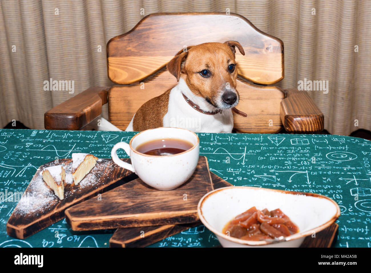 Funny hungry jack russell dog in kitchen eating and drinking tea on