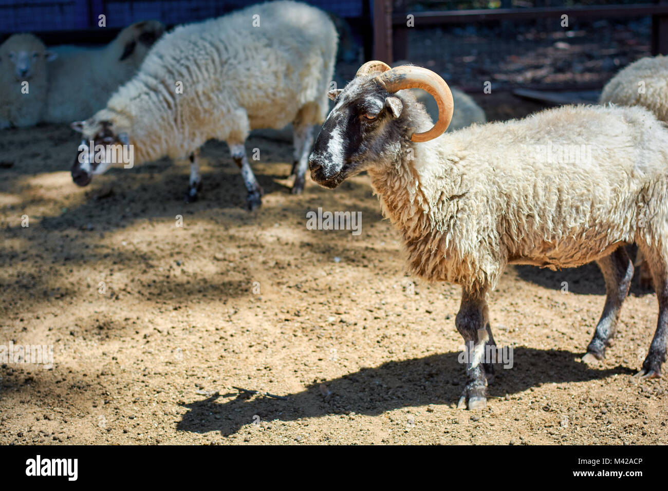A ram standing in the corral on a farm with group of sheep behind Stock ...