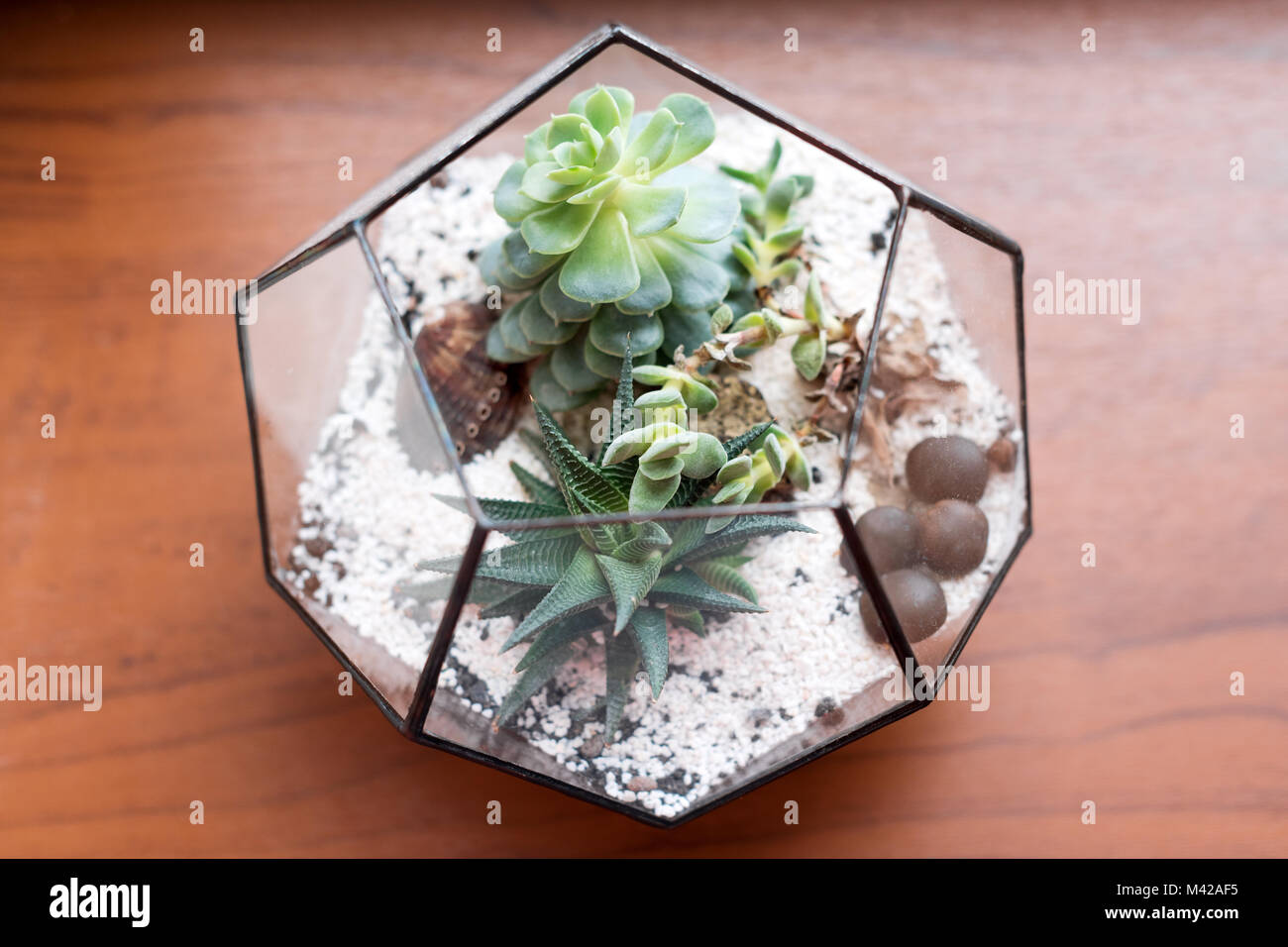 Mini succulent garden in glass terrarium on wooden windowsill. Succulents with sand and rocks in glass box. Home decoration elements Stock Photo