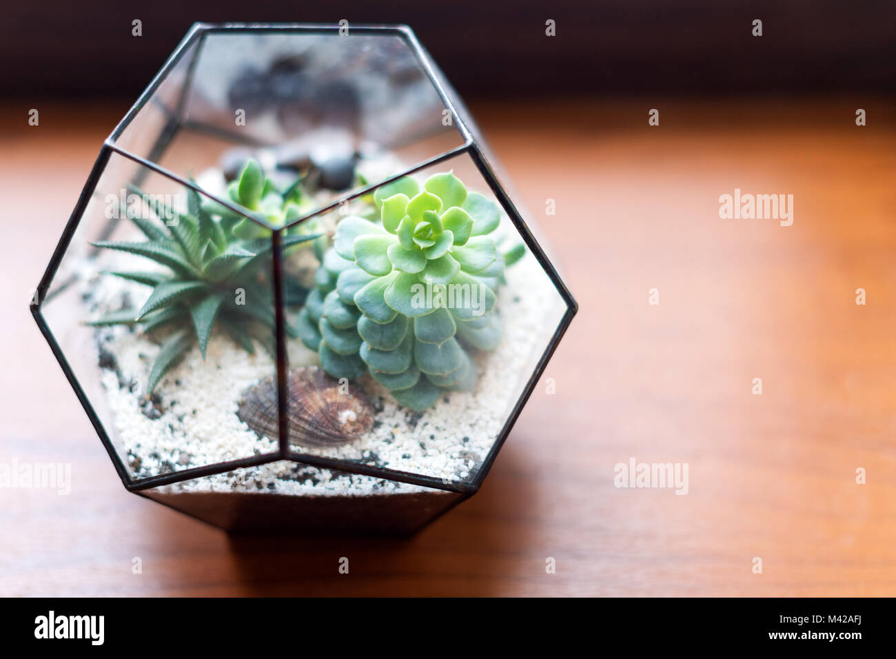 Mini succulent garden in glass terrarium on wooden windowsill. Succulents with sand and rocks in glass box. Home decoration elements. Stock Photo