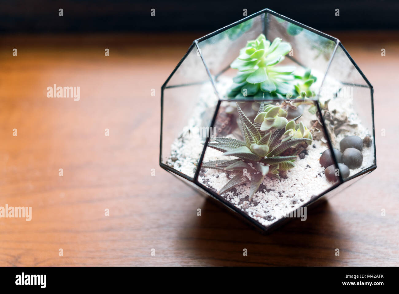 Mini succulent garden in glass terrarium on wooden windowsill. Succulents with sand and rocks in glass box. Home decoration elements Stock Photo