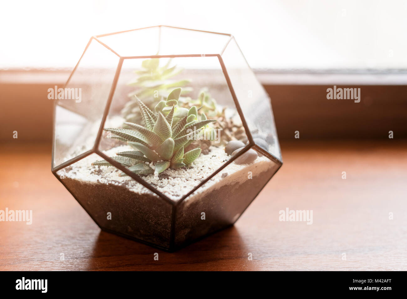 Mini succulent garden in glass terrarium on wooden windowsill. Succulents with sand and rocks in glass box. Home decoration elements. Stock Photo