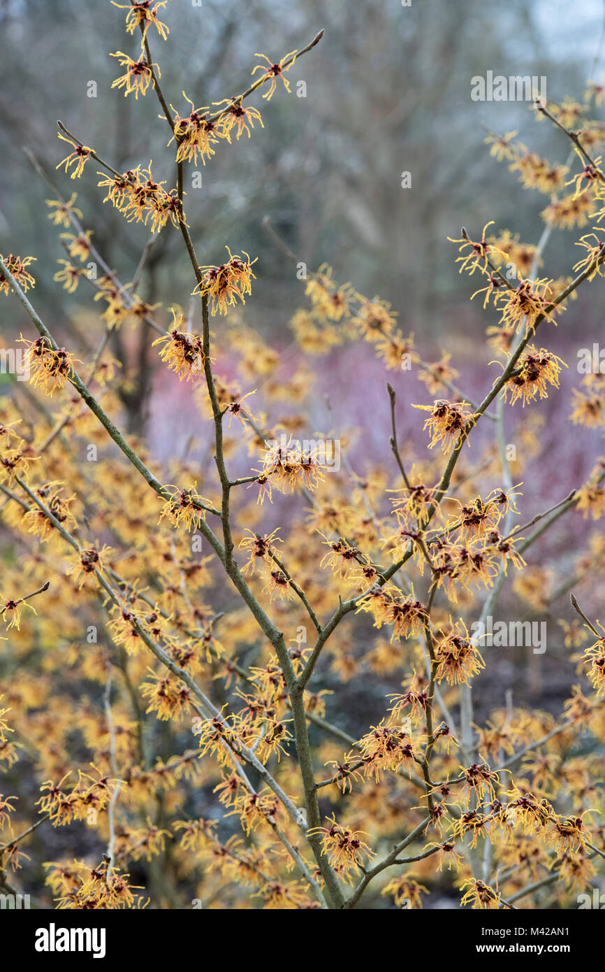 Hamamelis x Intermedia 'Vesna'. Witch hazel 'Vesna' flowering in winter ...