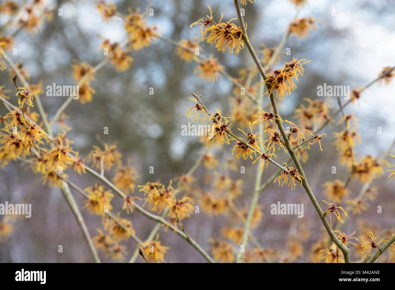 Hamamelis x Intermedia 'Vesna'. Witch hazel 'Vesna' flowering in winter ...