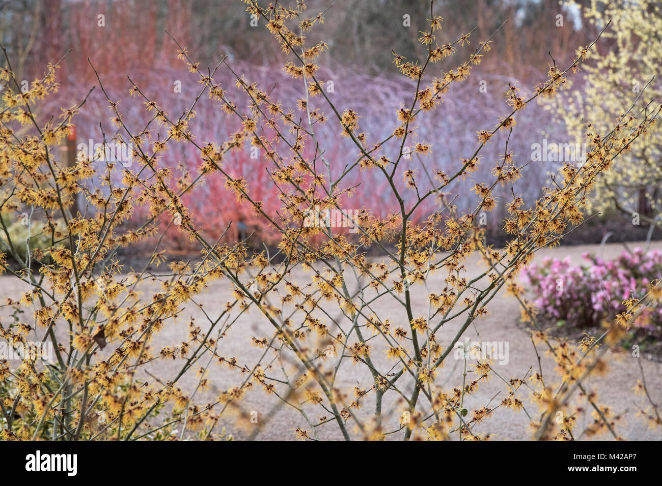 Hamamelis x Intermedia 'Vesna'. Witch hazel 'Vesna' flowering in winter ...