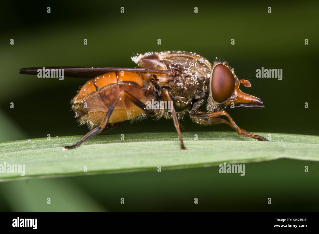 Snout nosed Hoverfly (Rhingia campestris) perched on a blade of grass. Tipperary, Ireland. Stock Photo