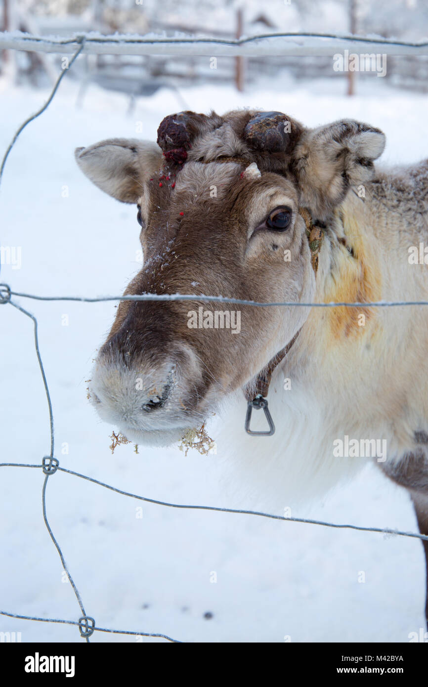 Reindeer eating moss at Sami camp near Jukkasjarvi, Kiruna, Sweden Stock Photo