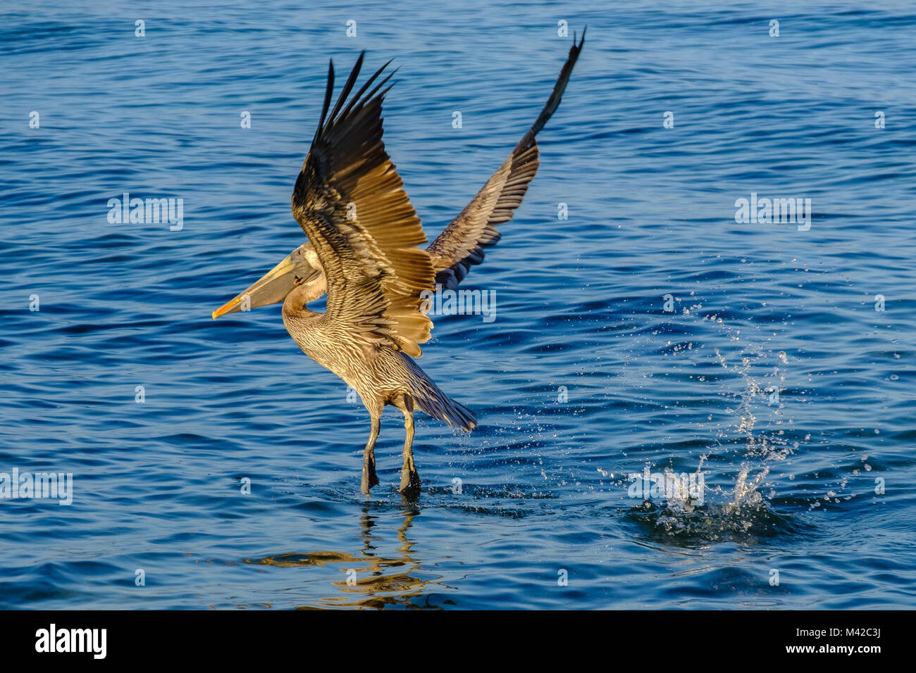 Pelican (Landscape Mode) Stock Photo