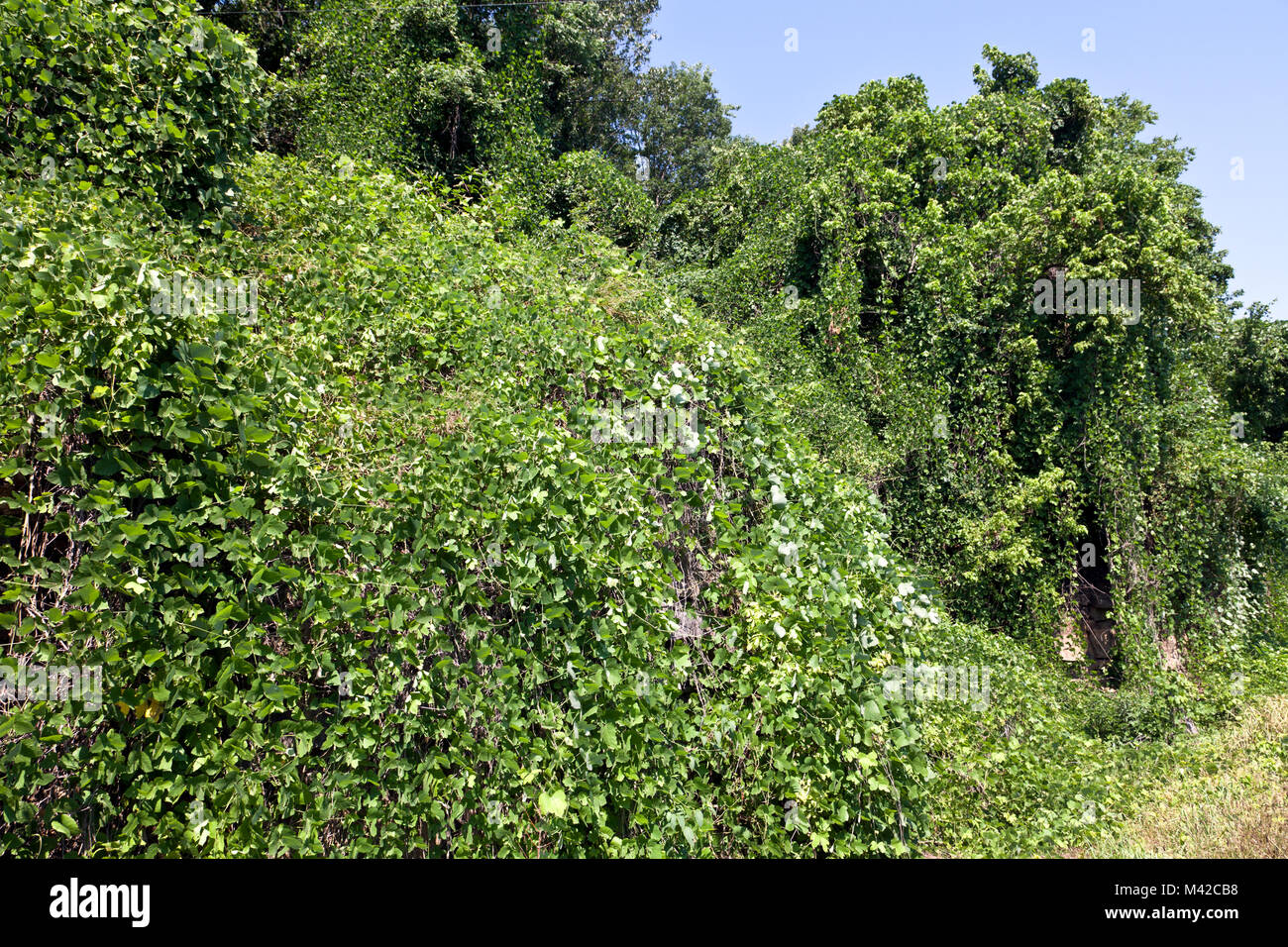 Northwest Arkansas:  The vine that ate the south -- Kudzu -- blankets roadside foliage southwest of Mountain Home.  From Wikipedia:  Kudzu (Pueraria l Stock Photo