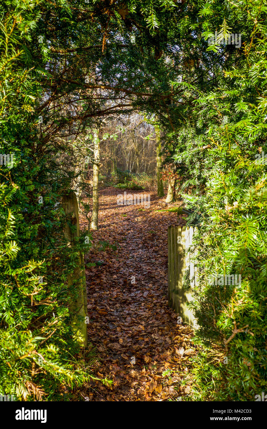 A wooden picket gate and arched gap in a hedge, pathway leading to a wood, golden autumn leaves on the ground, green fern hedge Stock Photo