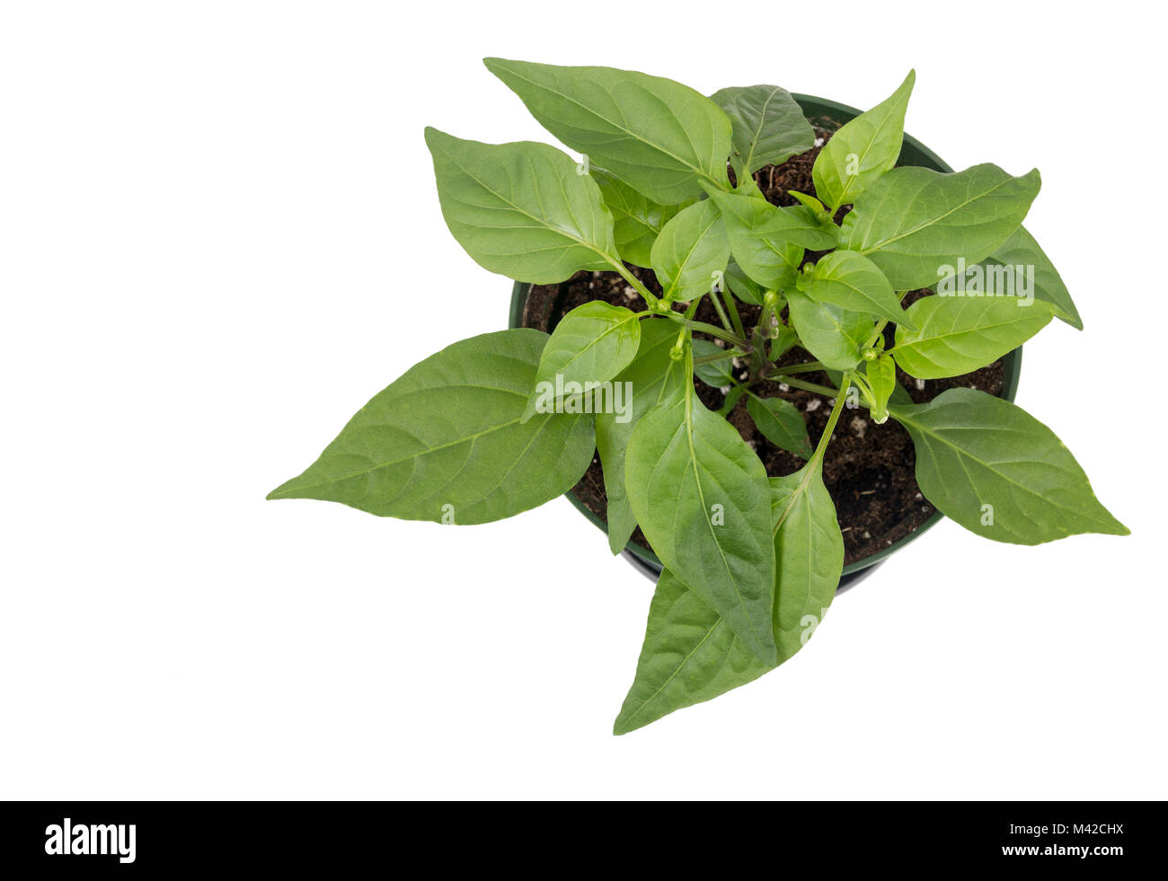 thai hot chili pepper potted plant isolated over white background flowering Stock Photo