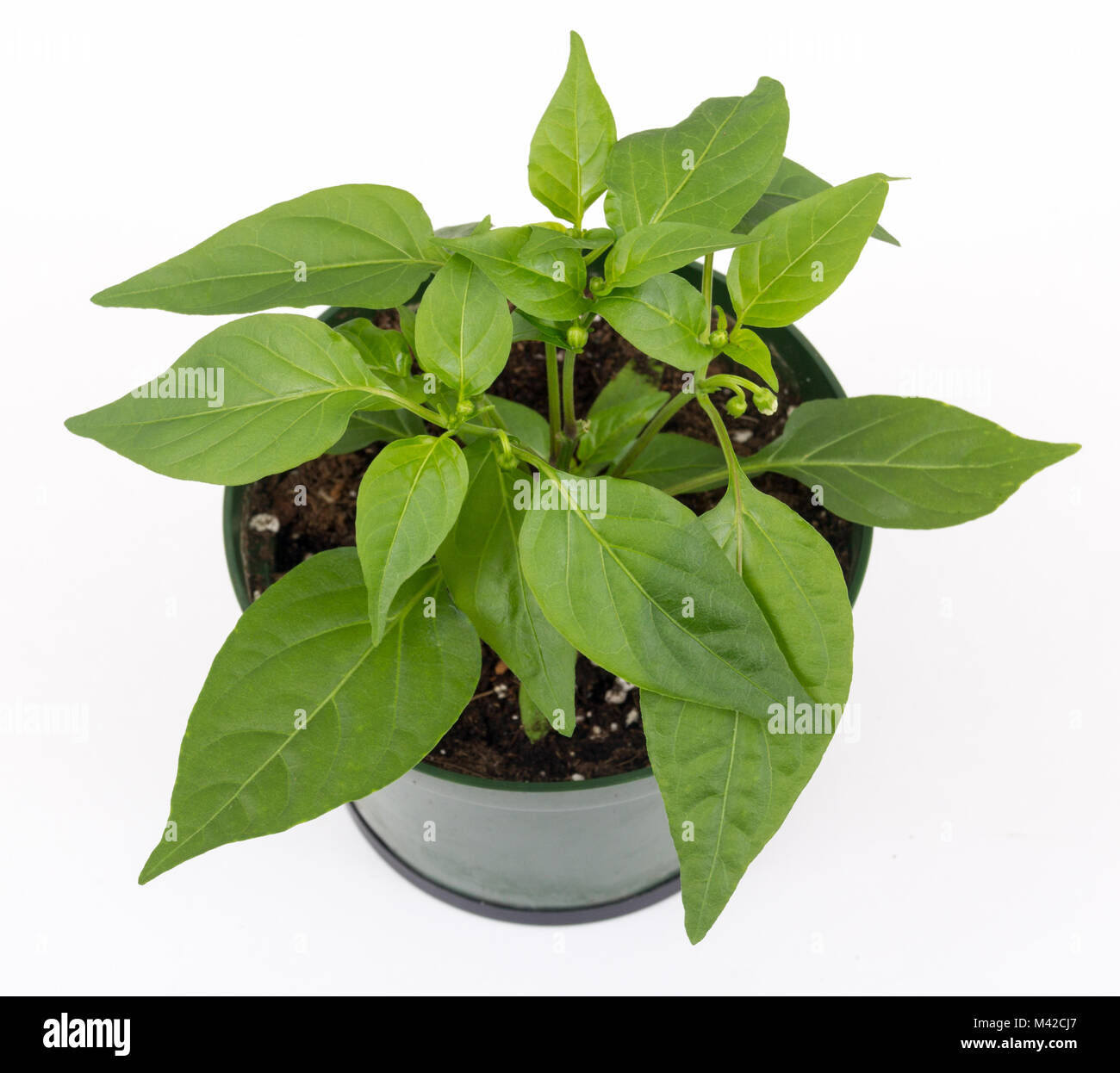 thai hot chili pepper potted plant isolated over white background flowering Stock Photo