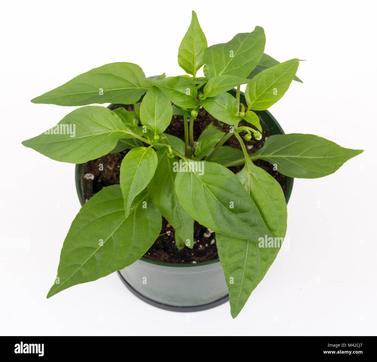 thai hot chili pepper potted plant isolated over white background