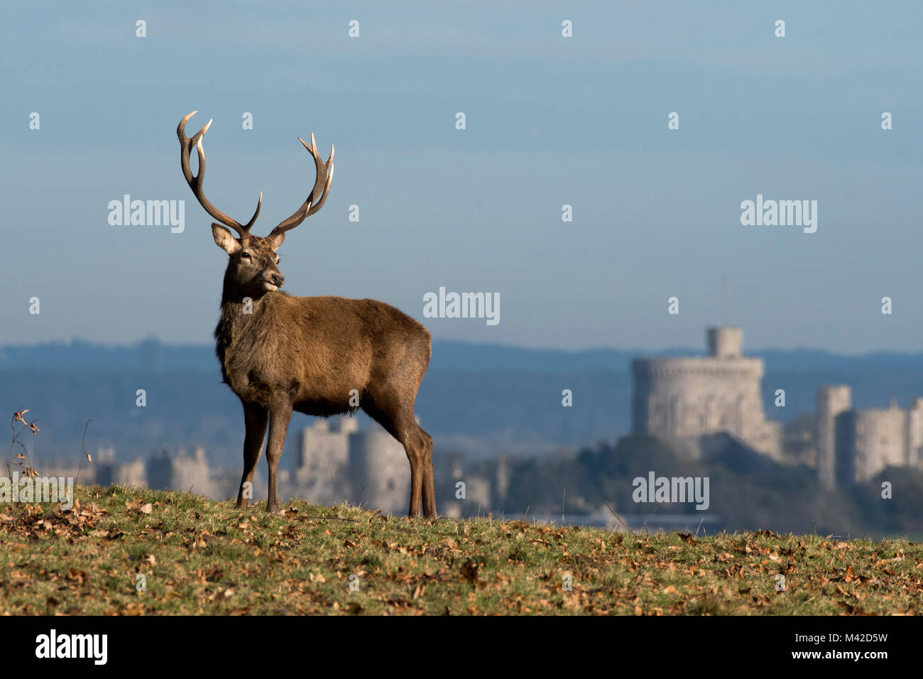 Red Deer in Windsor Great Park, Berkshire, England. Windsor Castle can be seen in the background. Stock Photo