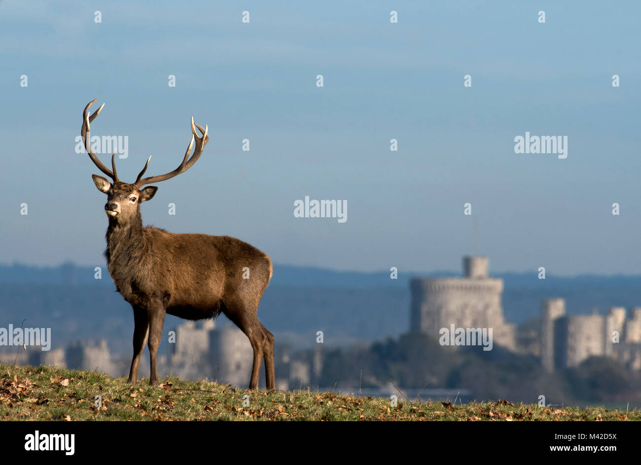 Red Deer in Windsor Great Park, Berkshire, England. Windsor Castle can be seen in the background. Stock Photo