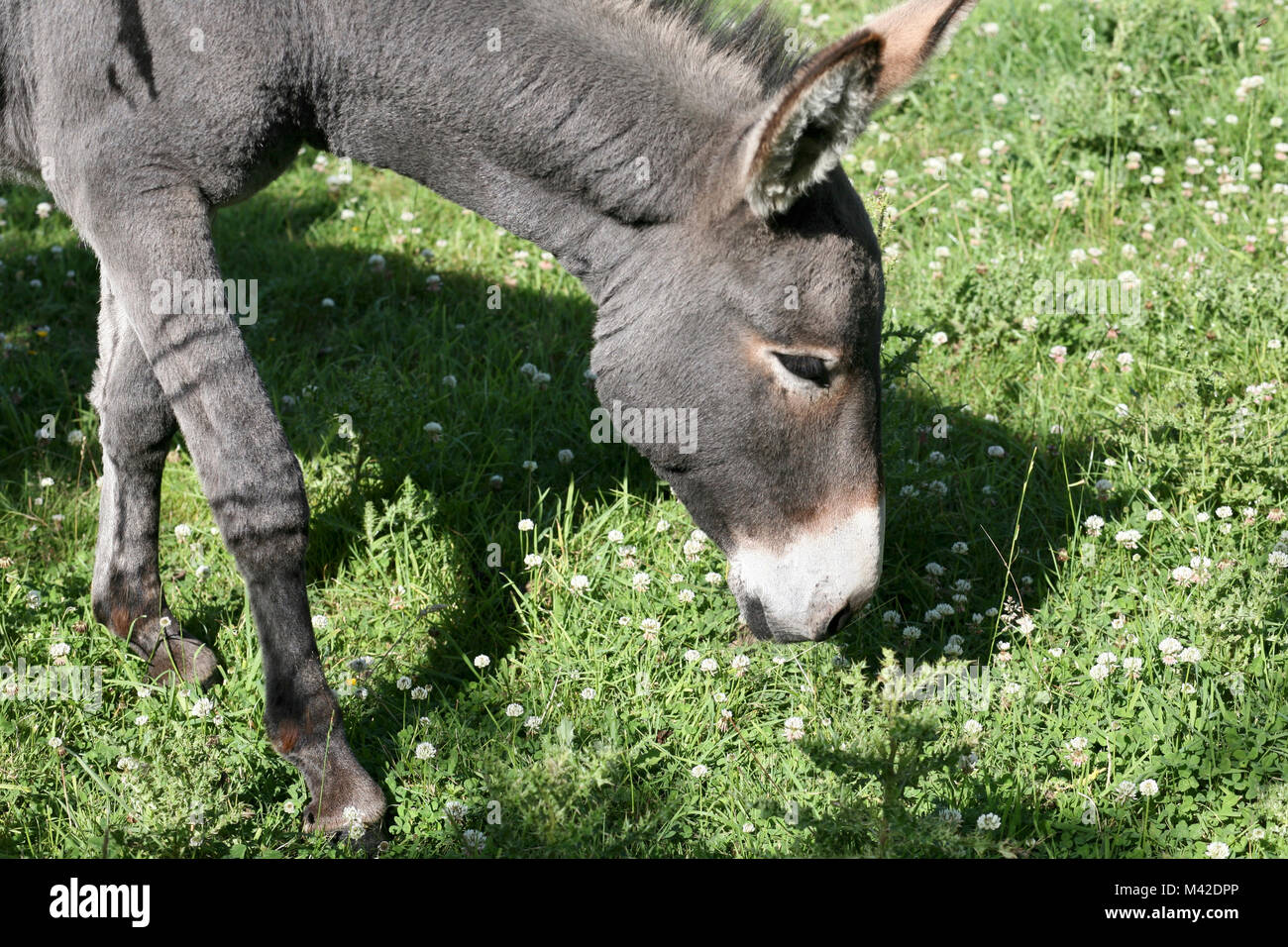 Cotentin donkey hi-res stock photography and images - Alamy
