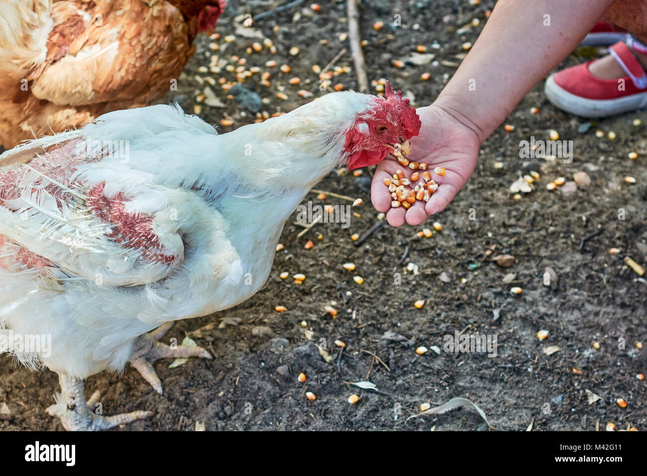 Old plucked hen eating happily from the hand of a visitor in the corral during a guided visit to a farm. Stock Photo
