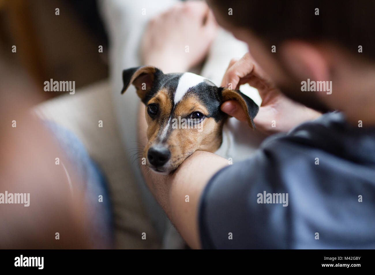 Puppy looking up at owner Stock Photo