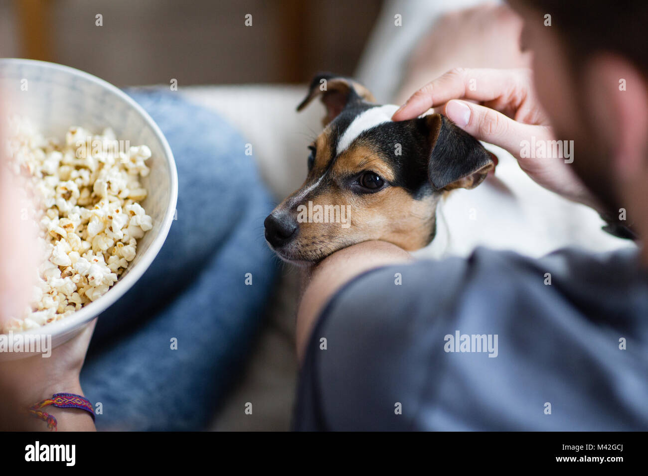 Puppy looking at bowl of popcorn Stock Photo