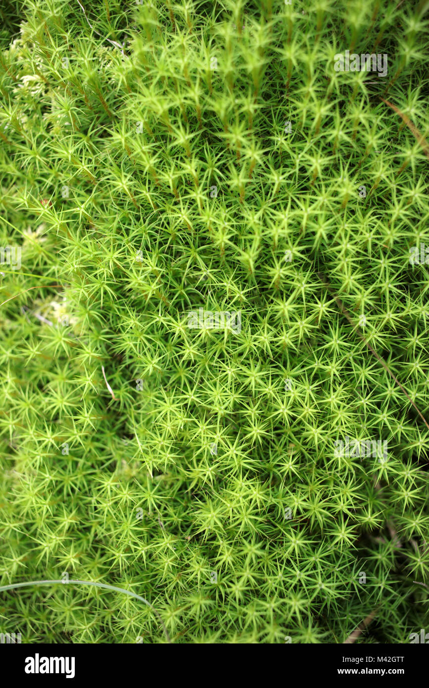 Rhacomitrium canescens - Hoary Fringe-moss - Equisetopsida - Grimmiales - Applecross estate - Highlands - Scotland - UK Stock Photo