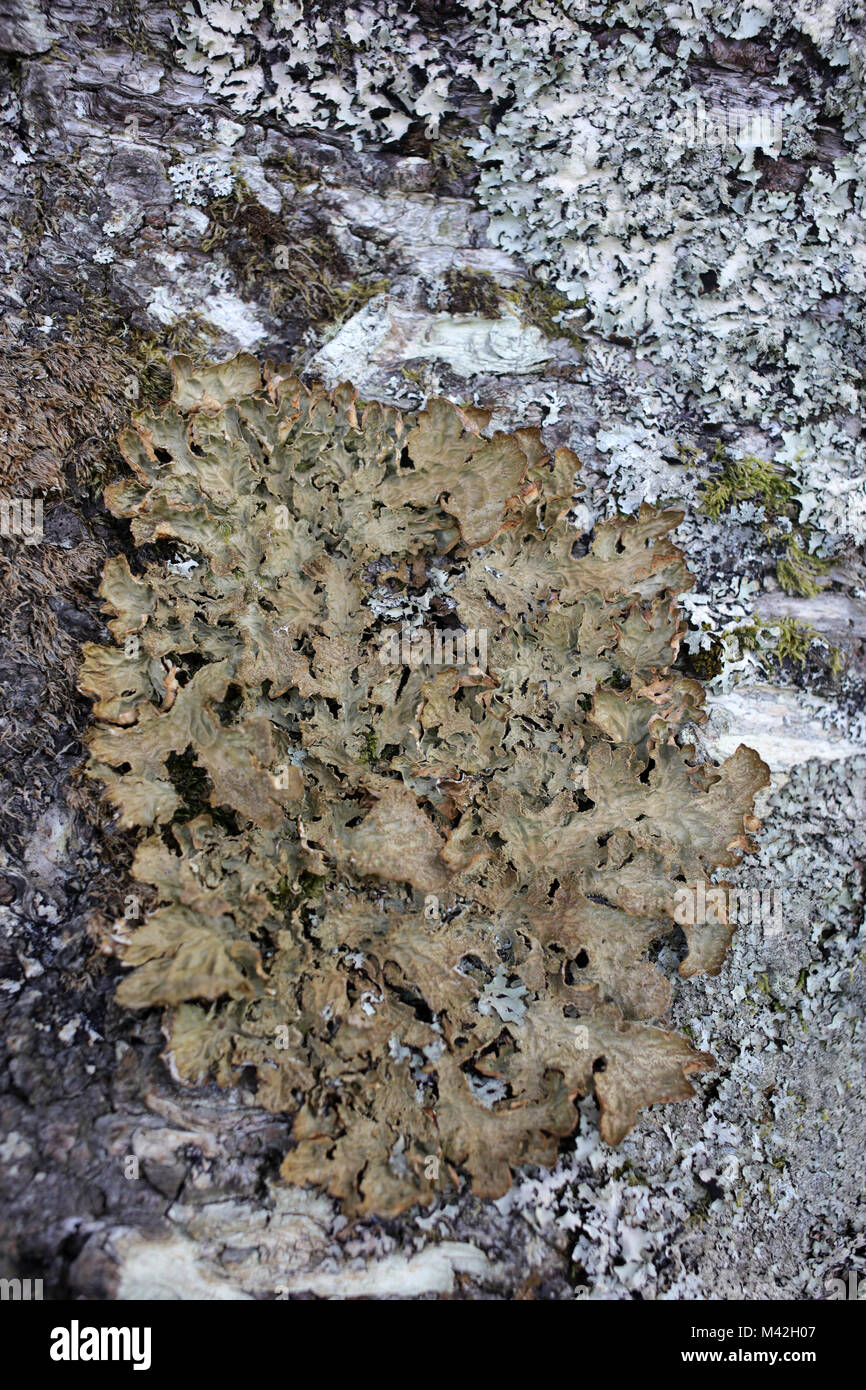 Lobaria pulmonaria - Tree lungwort - Lung lichen - Lung moss - Lungwort lichen - Oak lungs - Oak lungwort - Lichen on tree bark Stock Photo