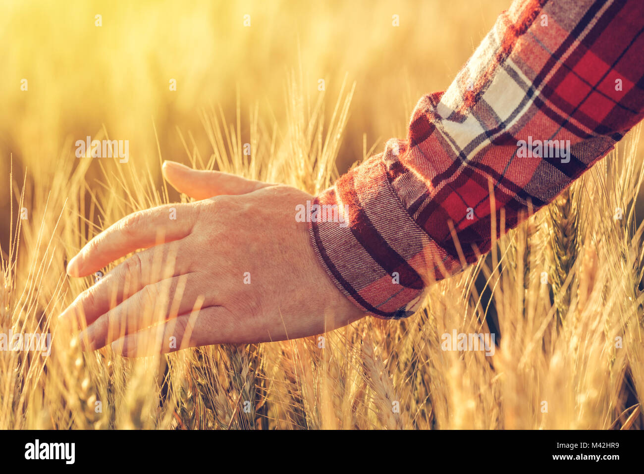 Female farmer in plaid shirt touching wheat crop ears in cultivated agricultural field Stock Photo