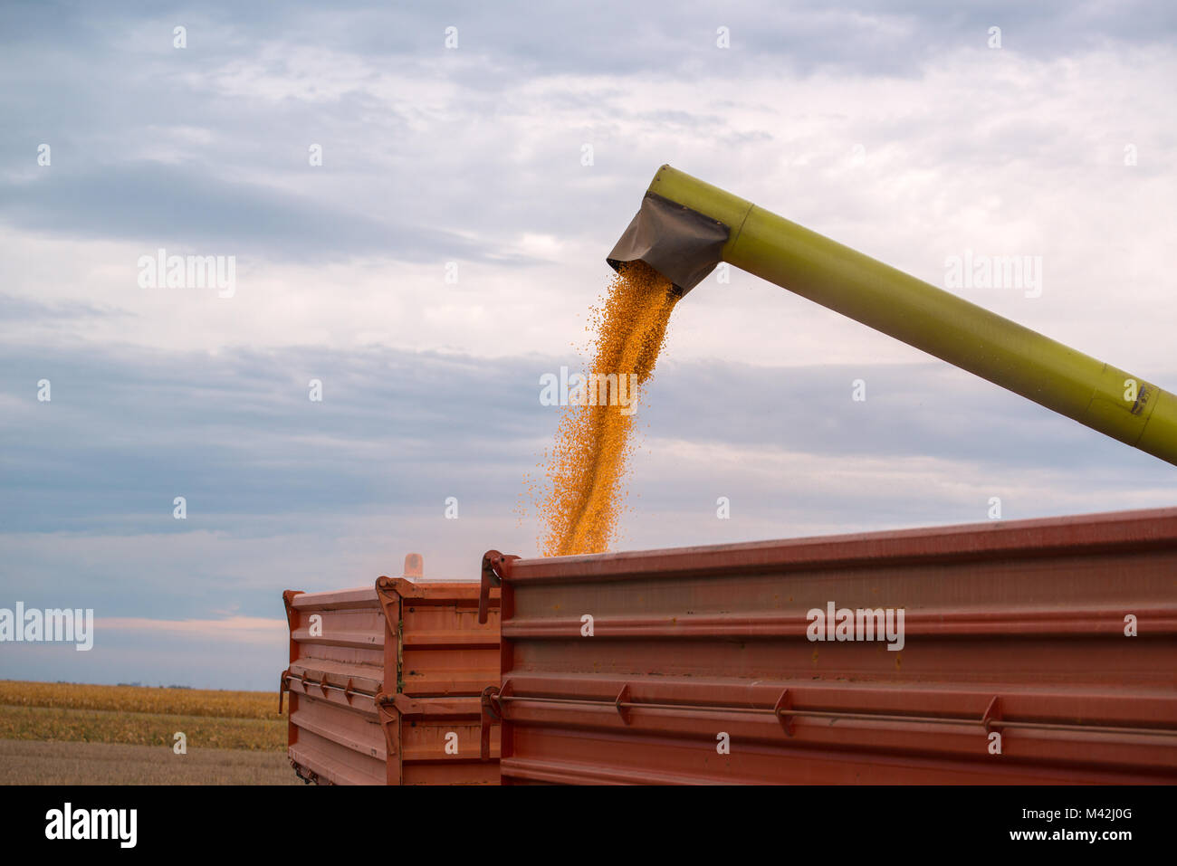 Combine harvester auger unloading harvested corn into tractor trailer