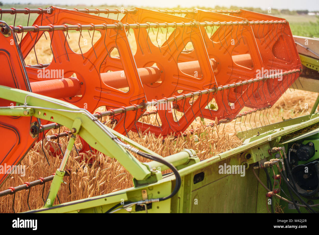 Combine harvester revolving reel harvesting wheat crops in cultivated