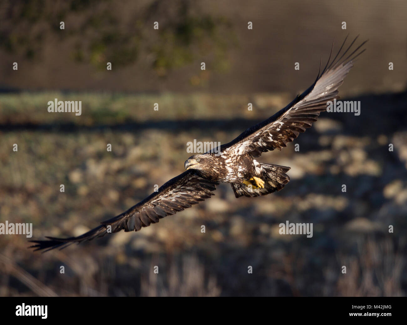 Bald Eagle Juvenile Immature in Flight Stock Photo Alamy