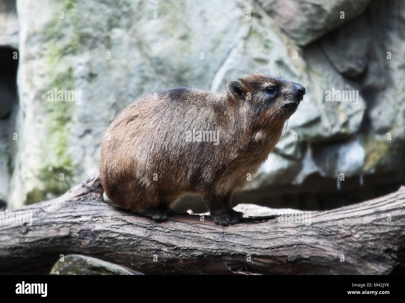 Singapore Zoo in 2010 taken in 2015 Stock Photo