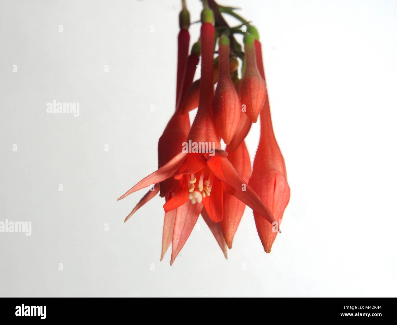 Firecracker Fuchsia Stock Photos Firecracker Fuchsia Stock