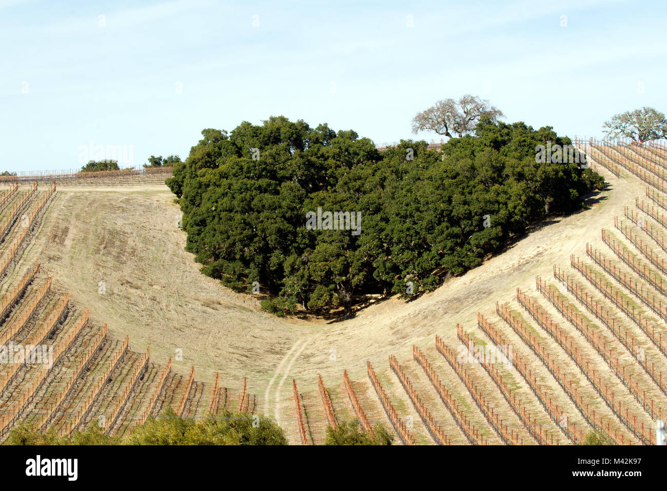 Heart Shaped Grove of Trees on Hillside Vineyard Stock Photo